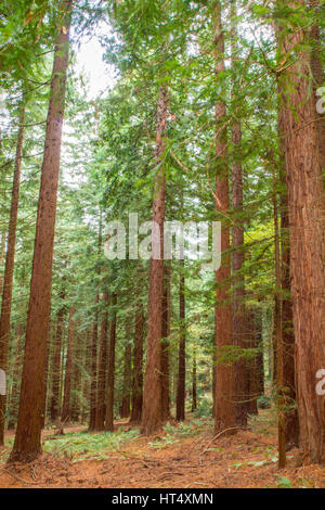 Coast Redwood (Sequoia sempervirens) large  trees at the Redwood Grove, Leighton, Powys, Wales. November. Stock Photo
