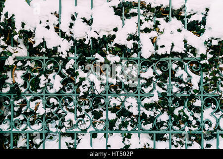 Green Vines Growing Through Steel Fence Covered In Winter Snow Stock Photo