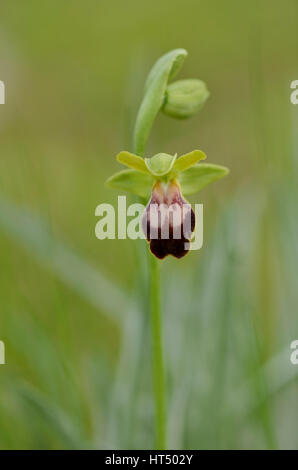 Sombre bee orchid , Ophrys fusca, Andalusia, Spain Stock Photo
