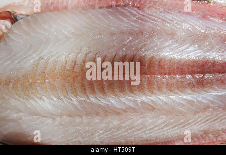 Common sole, Dover sole, or black sole (Solea soles). Close up Stock Photo