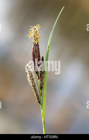Inflorescence of lesser pond-sedge (Carex acutiformis), Canton of Geneva, Switzerland Stock Photo