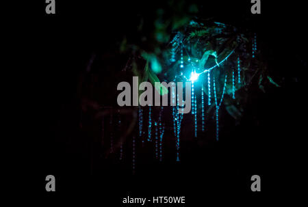 Bioluminescence, luminous Glowworm, maggot of fungus gnats (Arachnocampa luminosa) in a cave, endemic to New Zealand Stock Photo