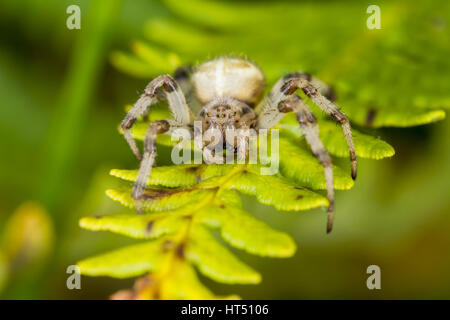 Four spotted orb weaver spider (Araneus quadratus), on fern, South Wales, United Kingdom Stock Photo