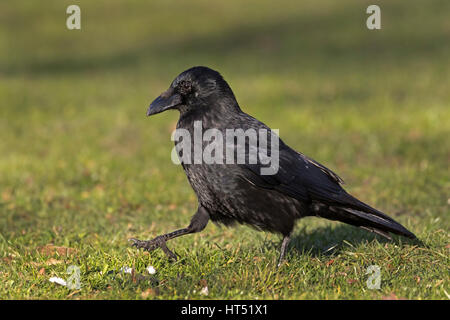 Carrion crow (Corvus corone) walking in meadow, Germany Stock Photo