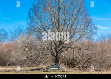 solitary bench underneath a large tree in the winter Stock Photo