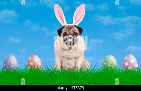 cute pug puppy dog sitting in grass wearing bunny ears diadem, next to colorful pastel easter eggs, blue sky background Stock Photo