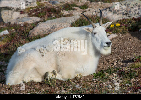 Mountain Goat (Oreamnos americanus) resting, Mount Evans Wilderness area, Colorado USA Stock Photo