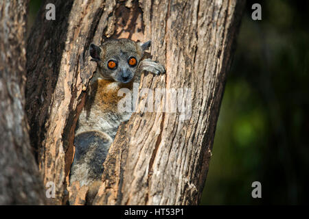 Red-tailed Sportive Lemur, Lepilemur ruficaudatus, Kirindy Reserve, Western Madagascar, by Monika Hrdinova/Dembinsky Photo Assoc Stock Photo