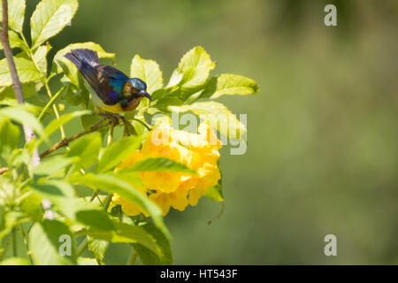 Olive-backed sunbird Stock Photo