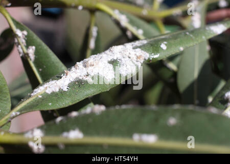 Oleander leaves densely covered with scale insects. Mealy mealybug. Thick infestation, garden Stock Photo