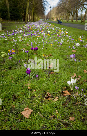 View of Crocus Blooming in Liverpool Park Stock Photo