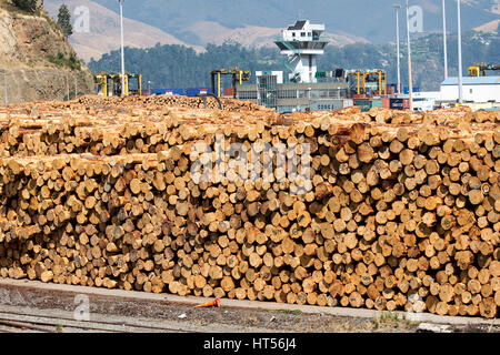 Logged pine, Pinus radiate, at the harbour in Lyttleton, South Island, New Zealand, waiting to be shipped Stock Photo