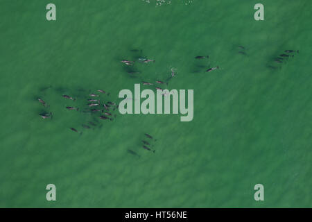 VERTICAL AERIAL VIEW. Pod of dolphins at the mouth of the Nambucca River. Nambucca Heads, New South Wales, Australia. Stock Photo