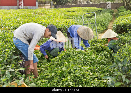 Field workers sorting harvested green tea,  Moc Chau, Son La  Province. Stock Photo