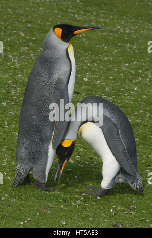 King Penguin, (Aptenodytes patagonicus) Volunteer Point, Falkland Islands, courting pair Stock Photo