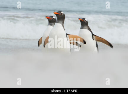 Gentoo Penguins (Pygoscelis papua)  coming shore, Bleaker island, Falkland Islands Stock Photo
