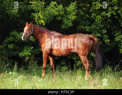 Thoroughbred young horse posing against summer woods Stock Photo