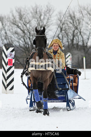 Single Horse approaching an obstacle on the cross country section at the Bogdarnya 2017 winter driving competition Stock Photo