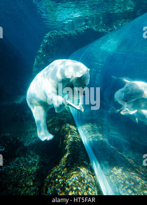 Polar bear underwater swimming in Assiniboine Park Zoo, Winnipeg, Canada Stock Photo