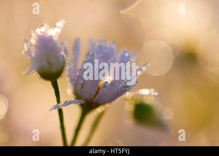 picture of daisy flowers with dewdrops in morning light Stock Photo - Alamy