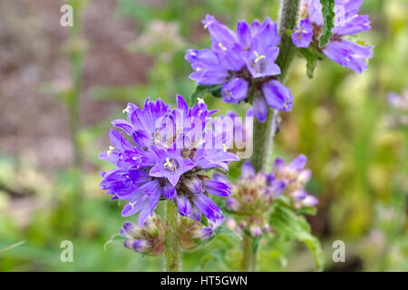 Borstige Glockenblume, Campanula cervicaria - bristly bellflower, Campanula cervicaria a blue wildflower Stock Photo