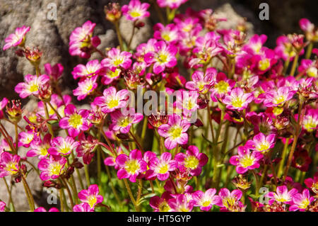 mossy saxifrage, Saxifraga bryoides in spring Stock Photo