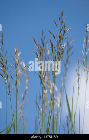 grass stalks on blue sky background with sunlight entering Stock Photo