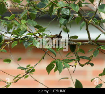 Wren (Troglodytes troglodytes) on a branch of a silver birch tree (Betula jacquemontii) in summer, seen from behind Stock Photo