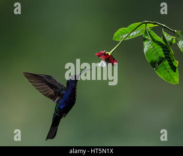 The Violet Sabrewing Hummingbird, Campylopterus hemileucurus, is a very large hummingbird native to southern Mexico and Central America as far south a Stock Photo
