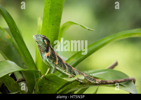 The Canopy Lizard or Berthold's Bush Anole, Polychrus gutturosus, is an arboreal lizard found throughout Central America from Honduras down to Ecuador Stock Photo