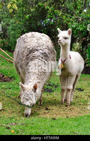Mother and baby llamas (lama glama) in a garden.  El Tambo.  Ingapirca.  Ecuador Stock Photo