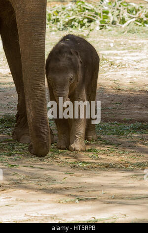 photo of a little cute young Asian Elephant walking beside it's mother for security and shade from the hot sunny weather Stock Photo