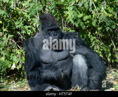Silverback gorilla sitting green vegetation Stock Photo