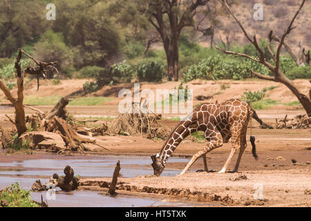 Reticulated giraffe (Giraffa camelopardalis reticulata) Drinking From River, Samburu, Kenya, East Africa Stock Photo