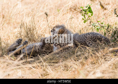 Two Cheetah cubs (Acinonyx jubatus) playing in dry grass, Maasai Mara Stock Photo