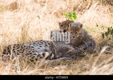 Female cheetah resting in dry grass with baby cubs (Acinonyx jubatus), Maasai Mara National Reserve, Kenya, East Africa Stock Photo