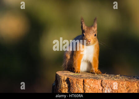 Red Squirrel (sciurus vulgaris) sat on a tree stump, Caledonian Forest, Scotland,UK Stock Photo