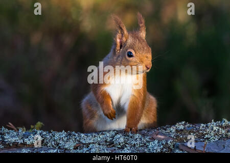 Red Squirrel (sciurus vulgaris) sat on the ground, Caledonian Forest, Scotland,UK Stock Photo