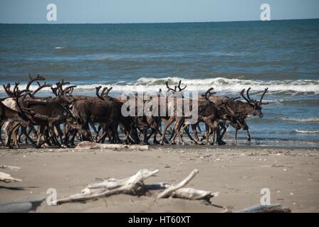 A reindeer herd gathers along Ikpek Beach in the Bering Land Bridge National Preserve, Alaska. Reindeer were brought to the region in the early 1900 to replace dwindling caribou herds for the native Alaskan Inupiaq population. Stock Photo