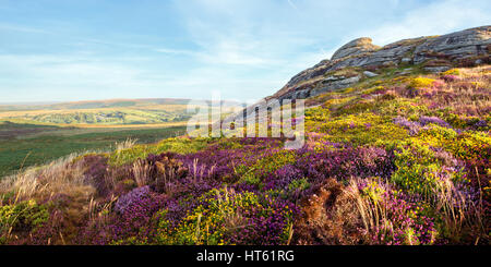 Panoramic image of heather and gorse in flower on the slopes of Haytor Dartmoor National Park Devon Uk Stock Photo