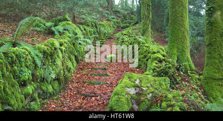 Moss covered lane in Devon Uk Stock Photo