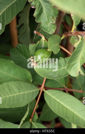 Guava or known as Psidium guajava young fruit developing Stock Photo