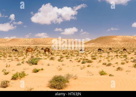 A herd of arabian camels resting and eating in the desert near Tan Tan close to the Wadi Draa, Morocco. Stock Photo