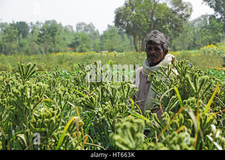 Proud Indian farmer in finger millet field in Bangalore rural. Stock Photo