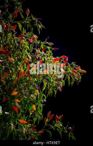 Chilli pepper 'Numex Twilight' an edible and attractive plant growing outdoors. Stock Photo