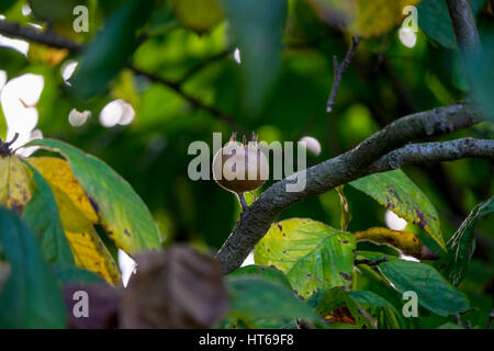 Medlar (mespilus germanica) growing on a tree, Suffolk, England. Stock Photo