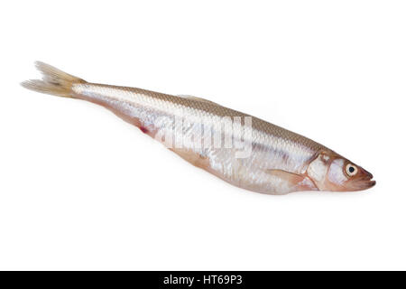 Fresh vendace fish isolated on a white background Stock Photo