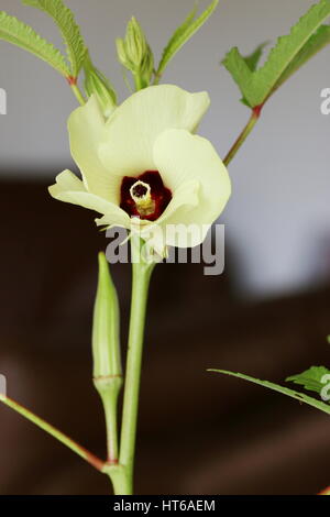 Lady's finger or okra flower and a new pod Stock Photo