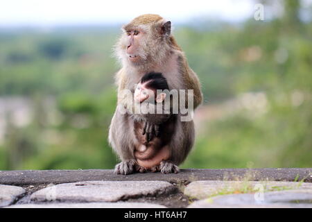 Long-tailed macaque, Macaca fascicularis, mother and child Stock Photo