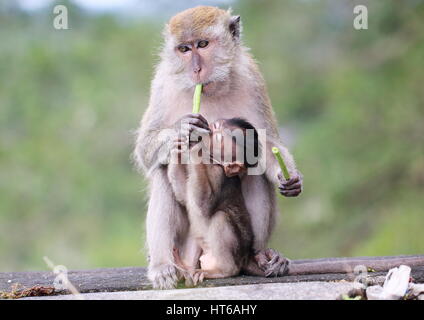 Long-tailed macaque, Macaca fascicularis, mother and child Stock Photo